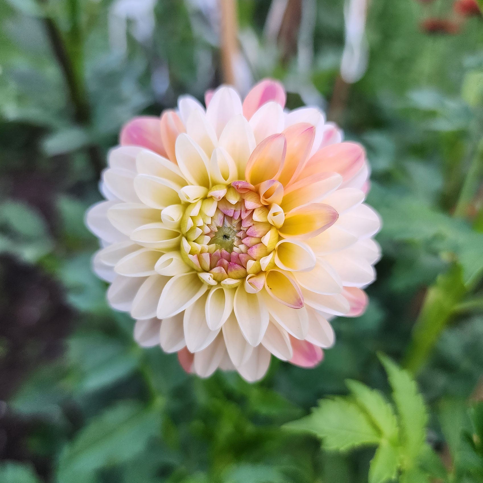 Double Jill Dahlia tuber Jamais Sans Mes Fleurs