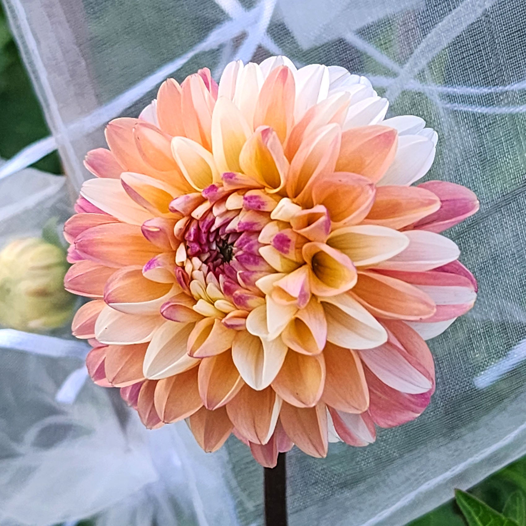 Double Jill Dahlia tuber Canada