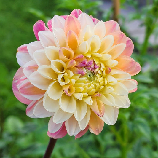 Double Jill Dahlia tuber Jamais Sans Mes Fleurs
