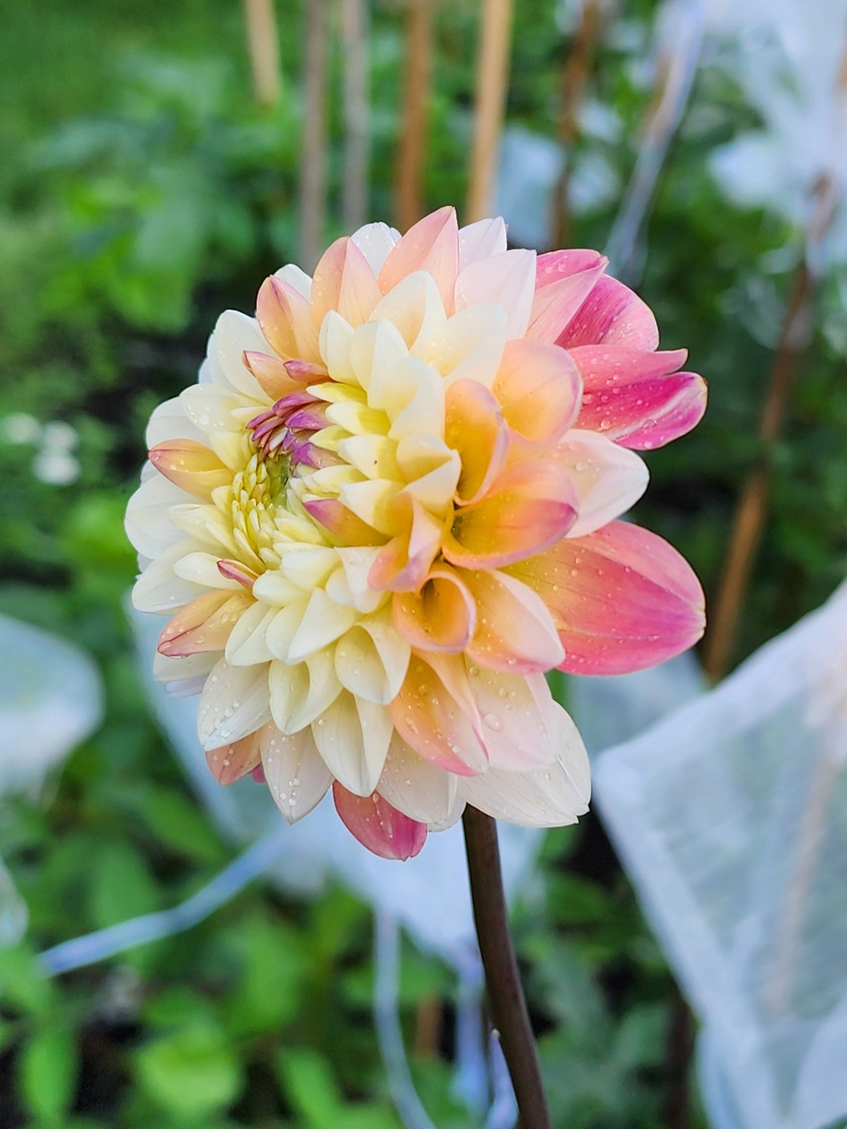 Double Jill Dahlia tuber Jamais Sans Mes Fleurs