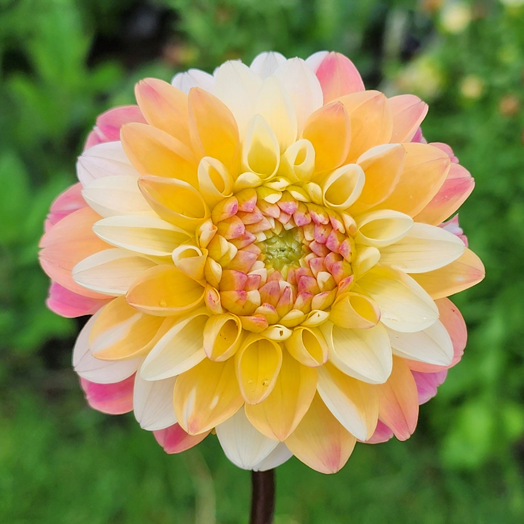 Double Jill Dahlia