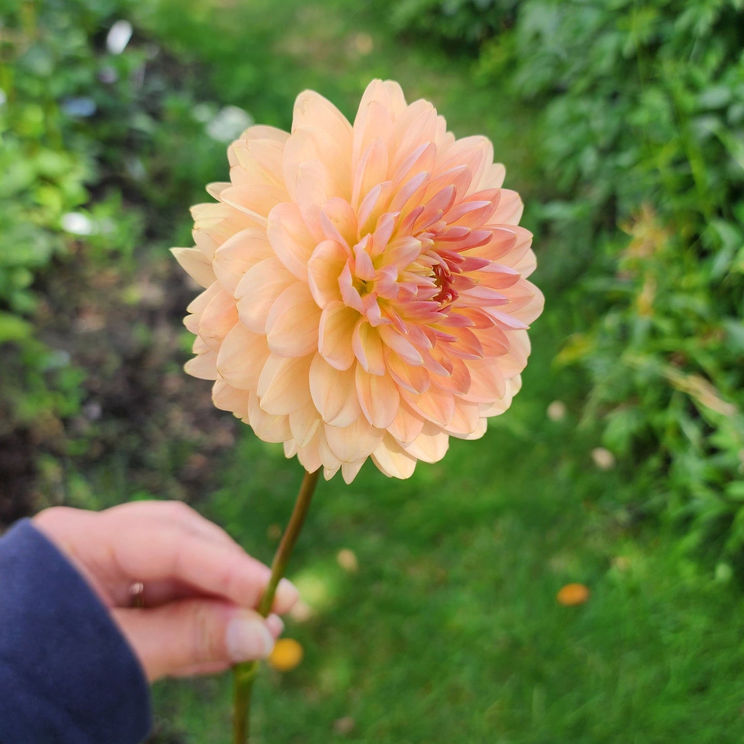 Dahlia Fawn - LIMIT ONE (tuber)