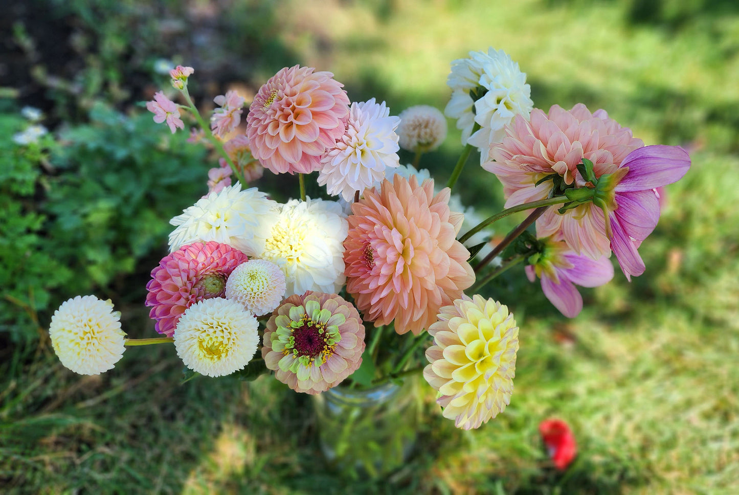 Dahlia Fawn - LIMIT ONE (tuber)