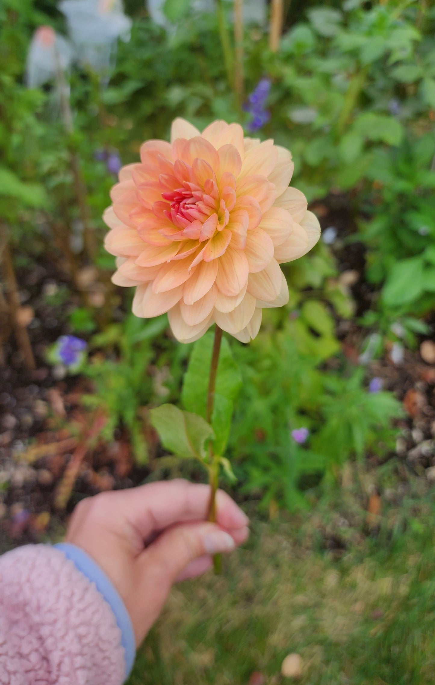 Dahlia Fawn - LIMIT ONE (tuber)
