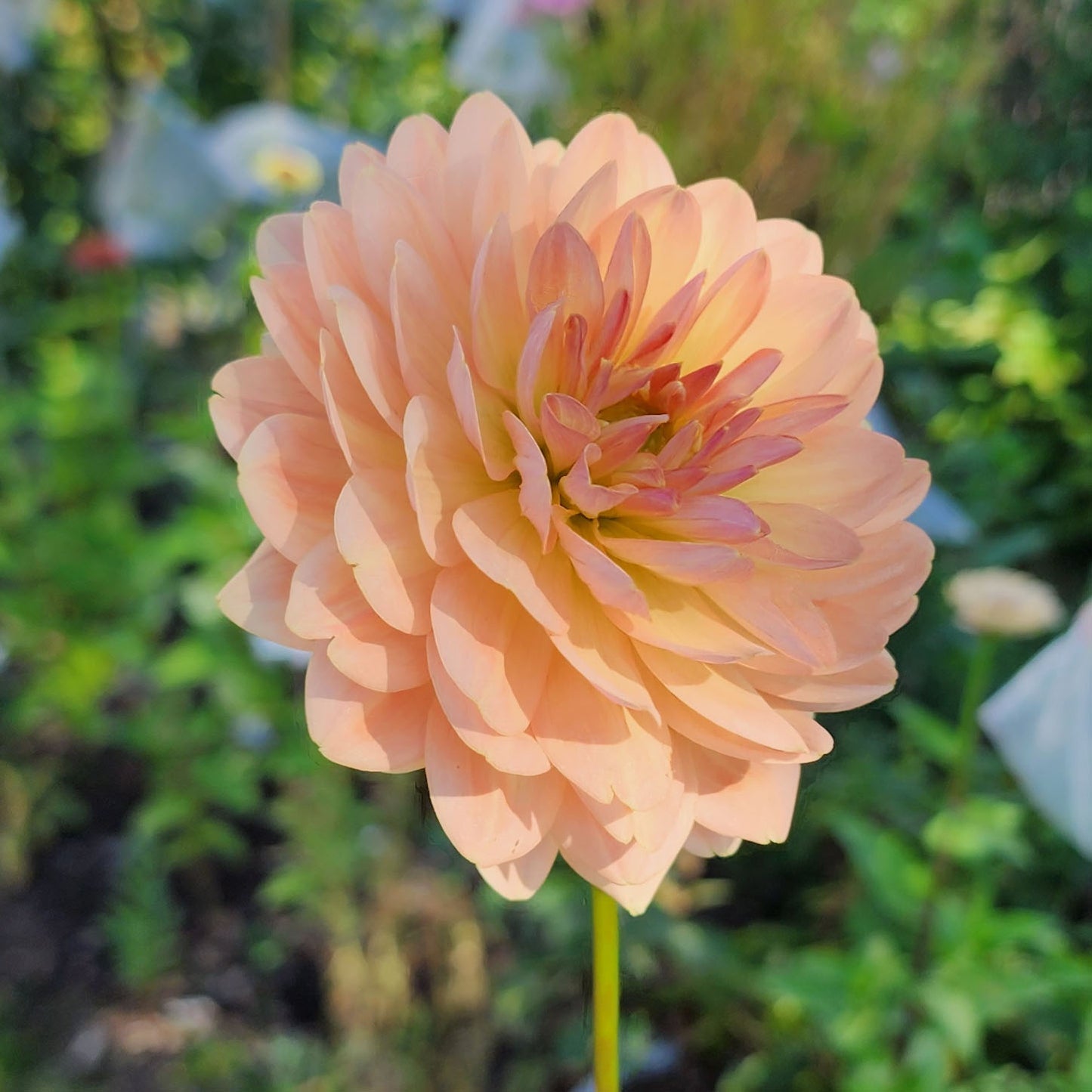 Dahlia Fawn - LIMIT ONE (tuber)