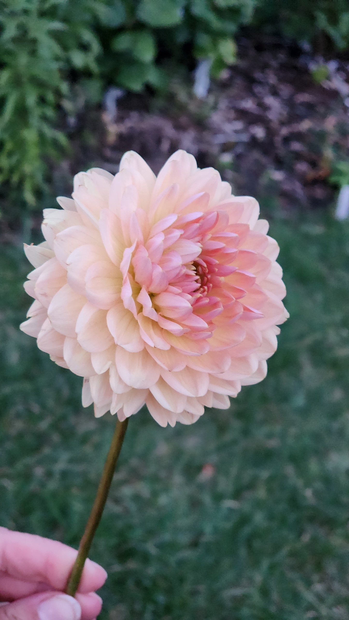 Dahlia Fawn - LIMIT ONE (tuber)