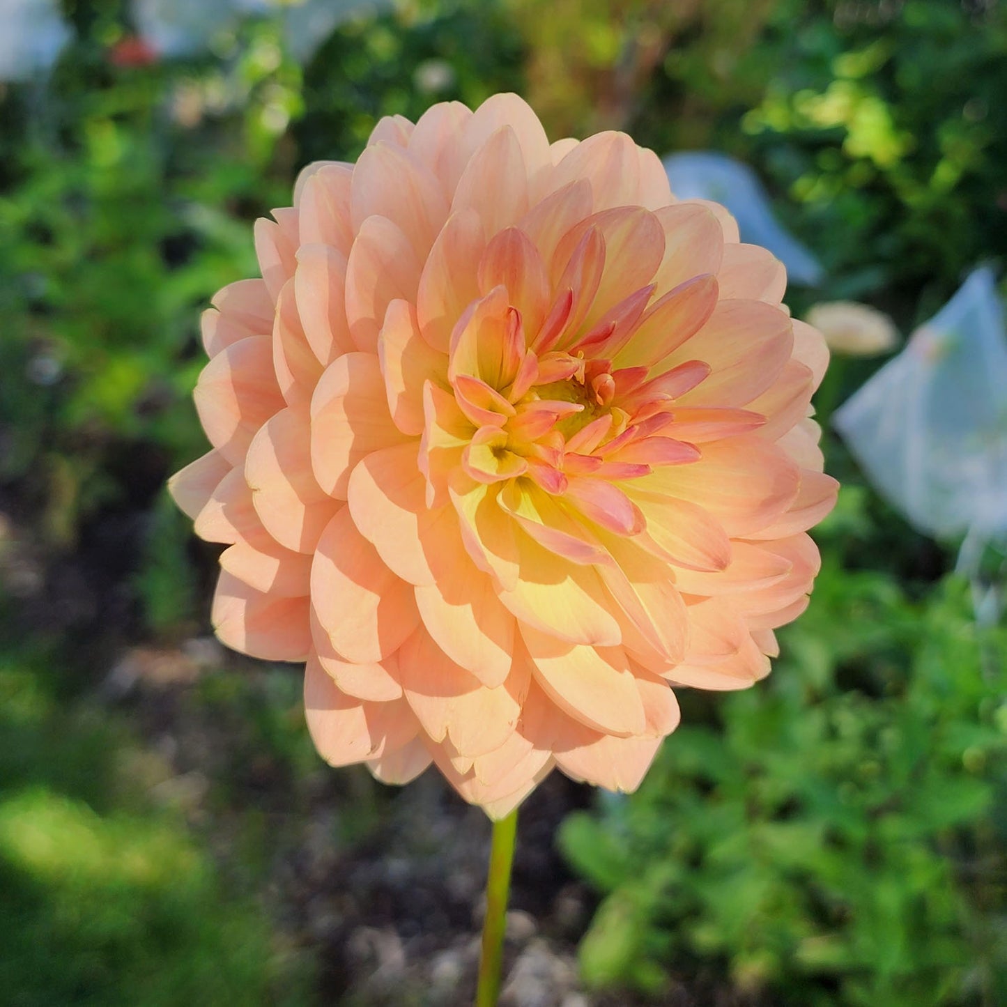 Dahlia Fawn - LIMIT ONE (tuber)
