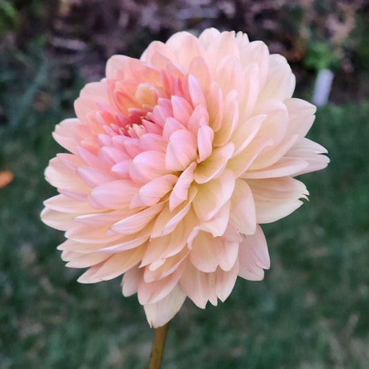 Fawn dahlia tuber Canada