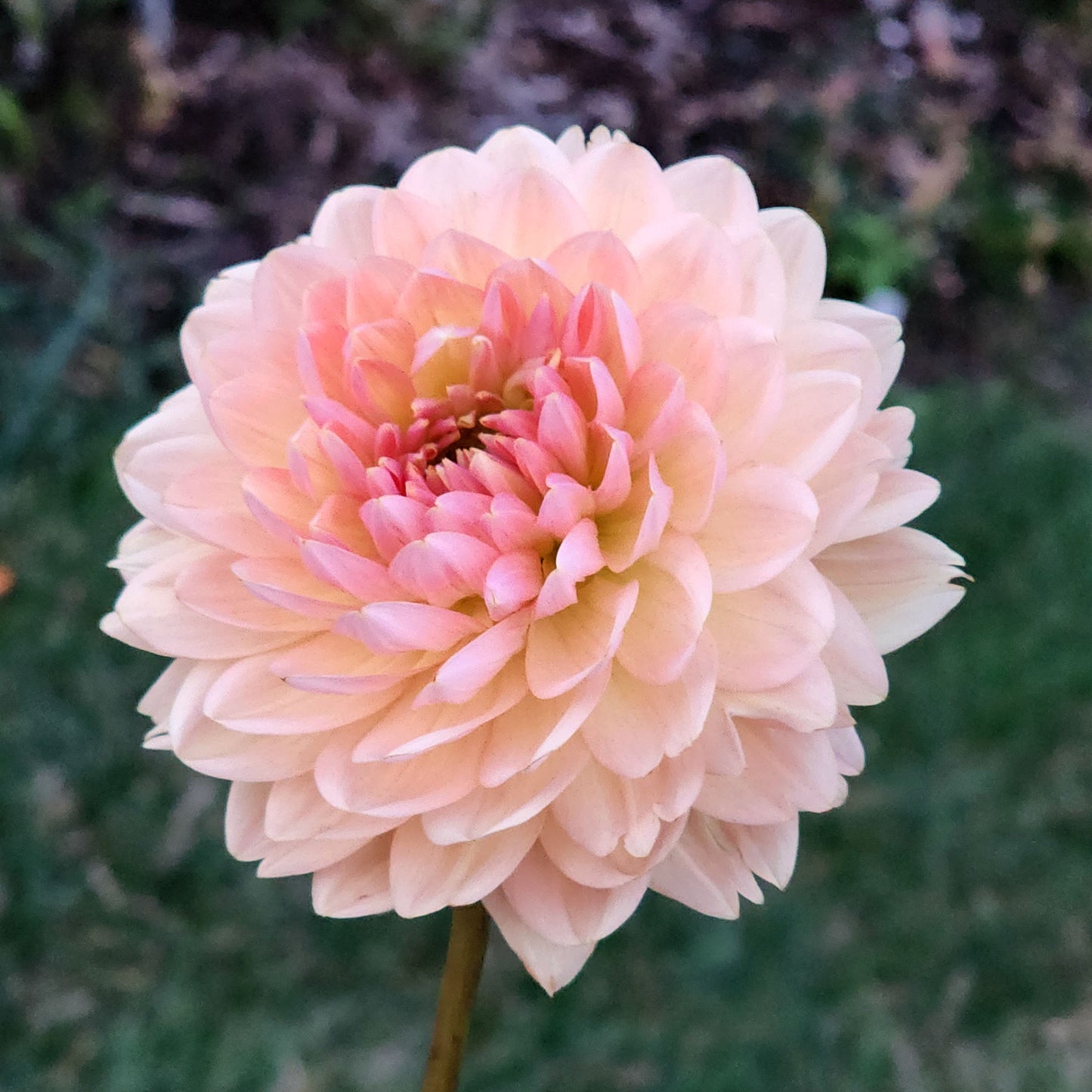 Dahlia Fawn - LIMIT ONE (tuber)
