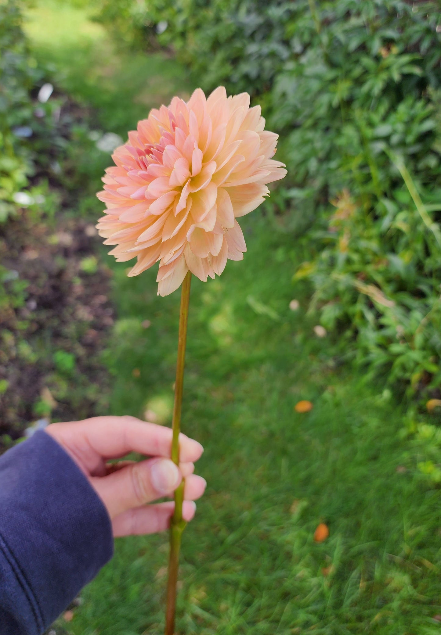 Dahlia Fawn - LIMIT ONE (tuber)