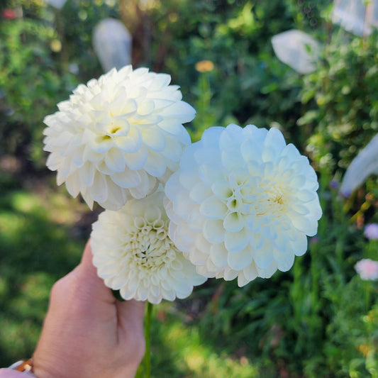 Ferncliff Pearl dahlia Canada