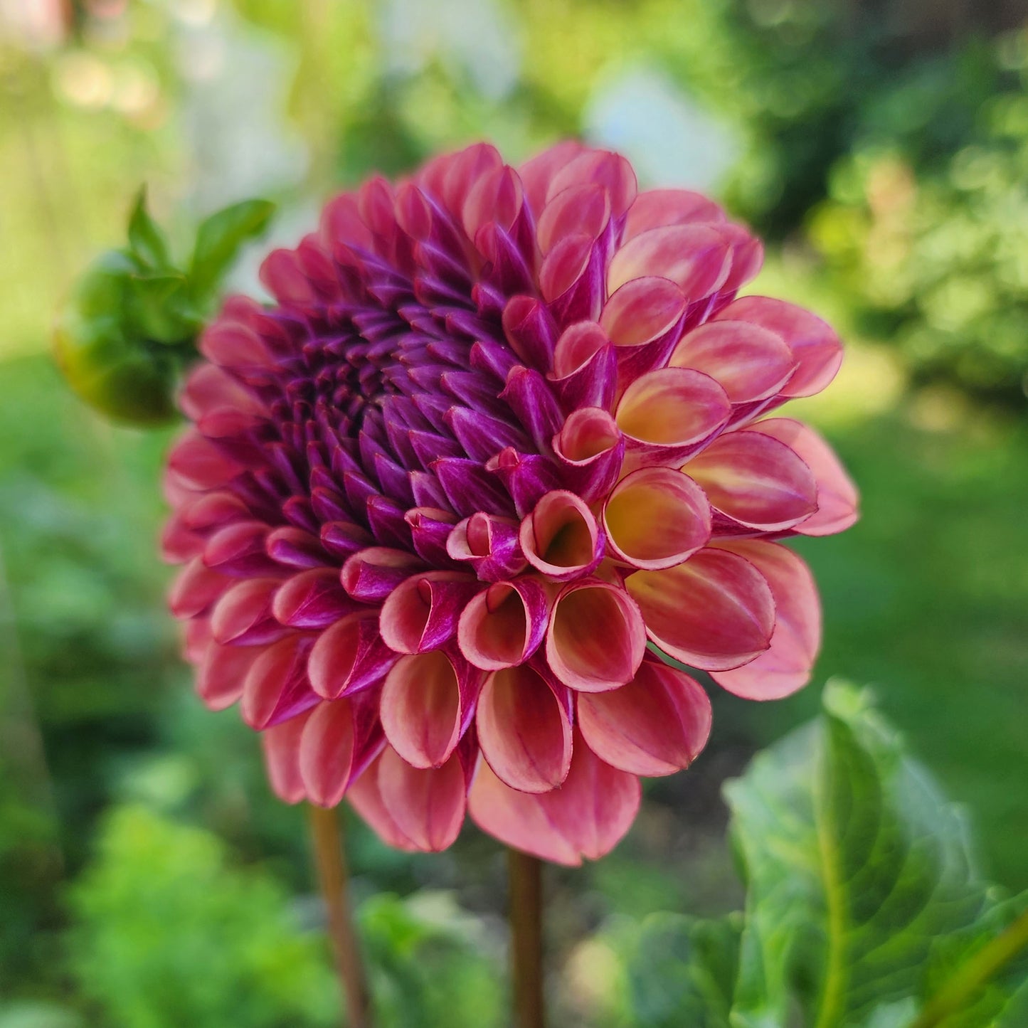 Ferncliff thunder dahlia
