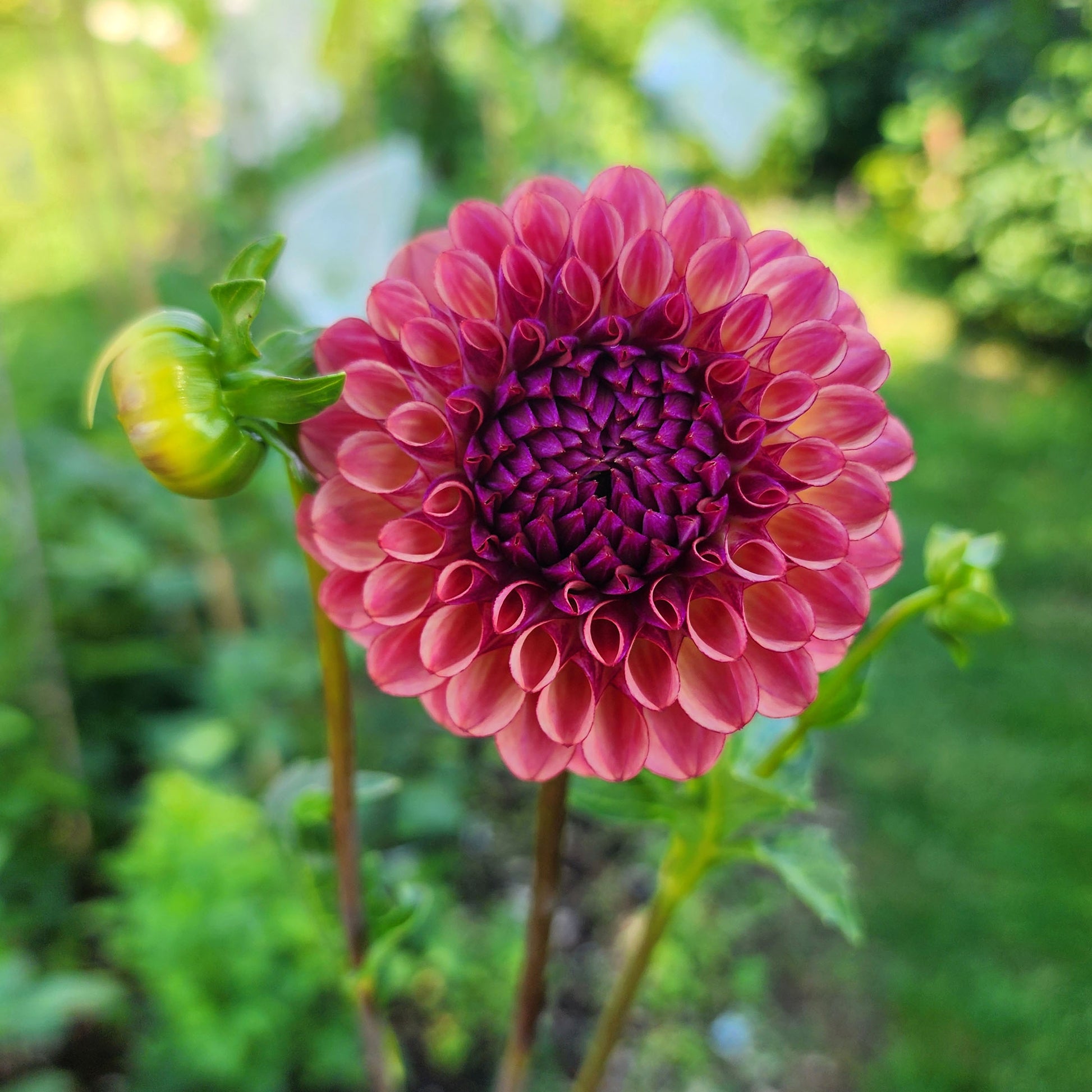 Ferncliff thunder dahlia tubers Canada
