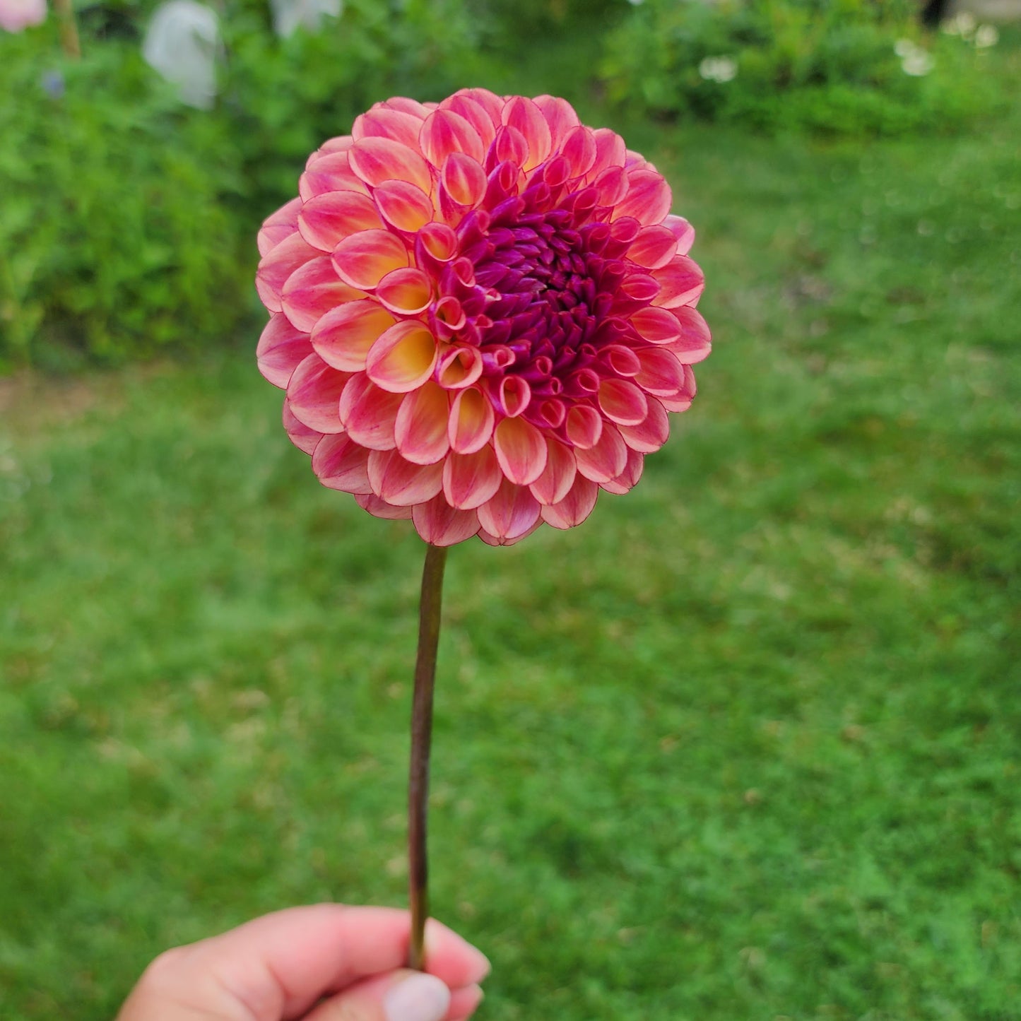 Dahlia Ferncliff Thunder