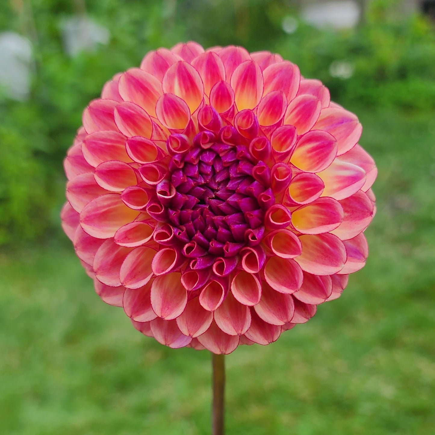 Dahlia Ferncliff Thunder
