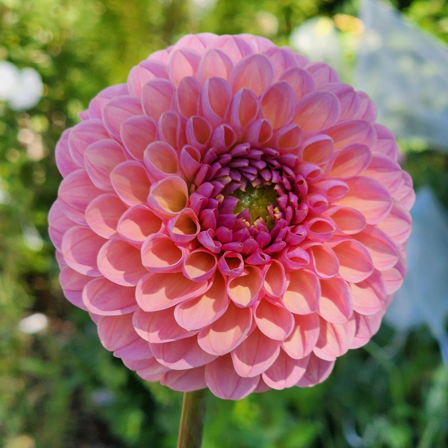 Dahlia Hamari Rose - LIMIT ONE (tuber)