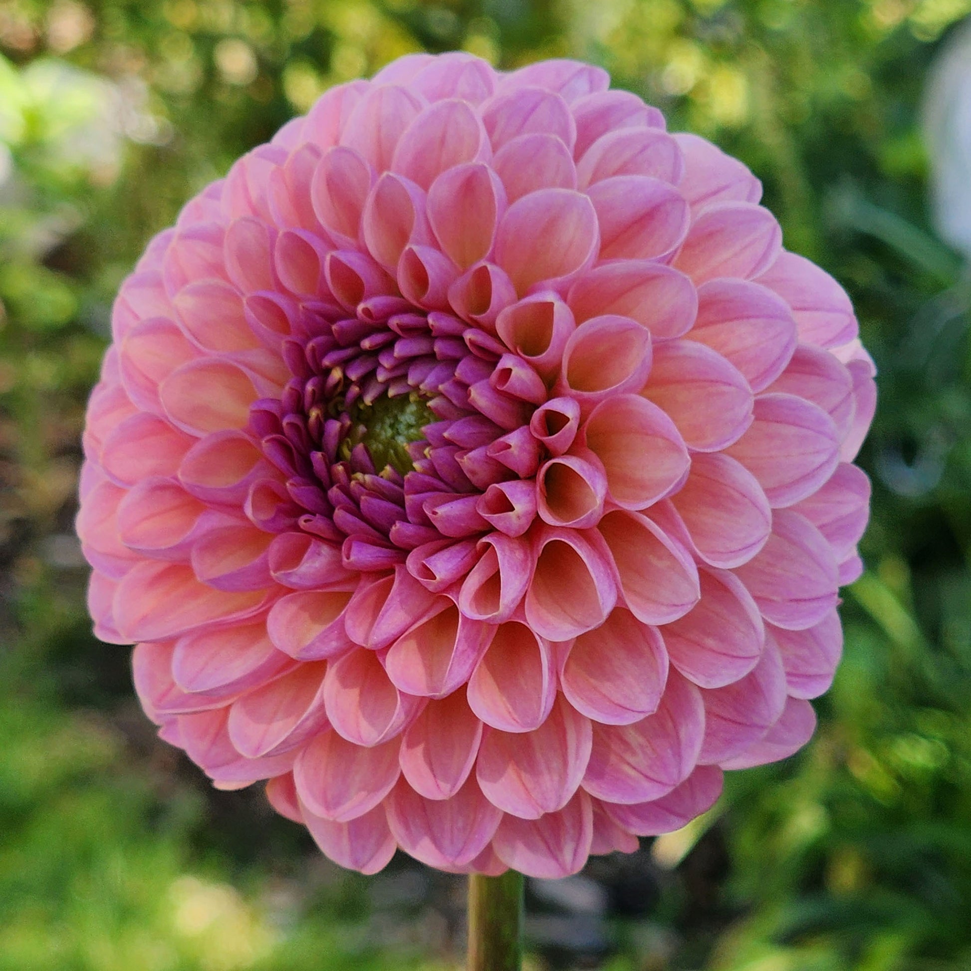 Hamari Rose dahlia Canada