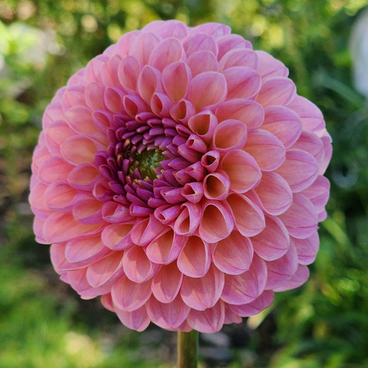 Hamari Rose dahlia Canada