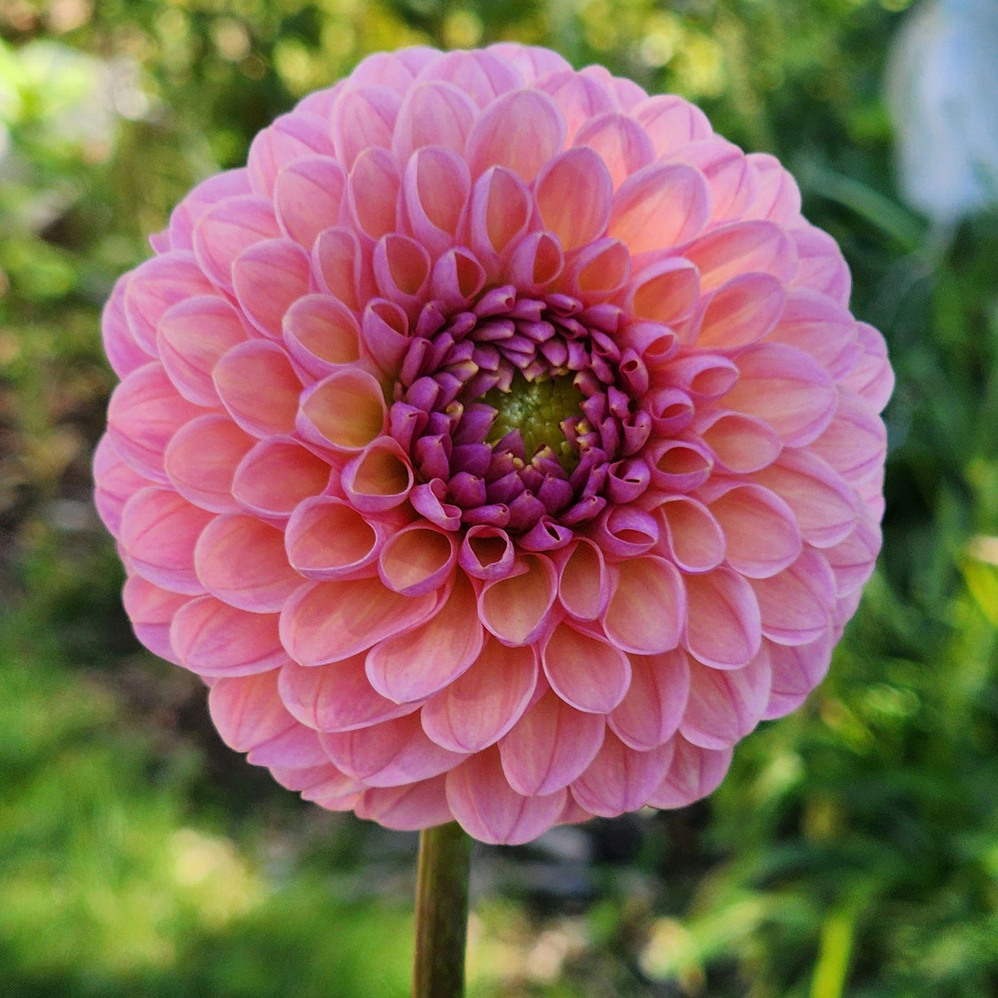 Dahlia Hamari Rose - LIMIT ONE (tuber)
