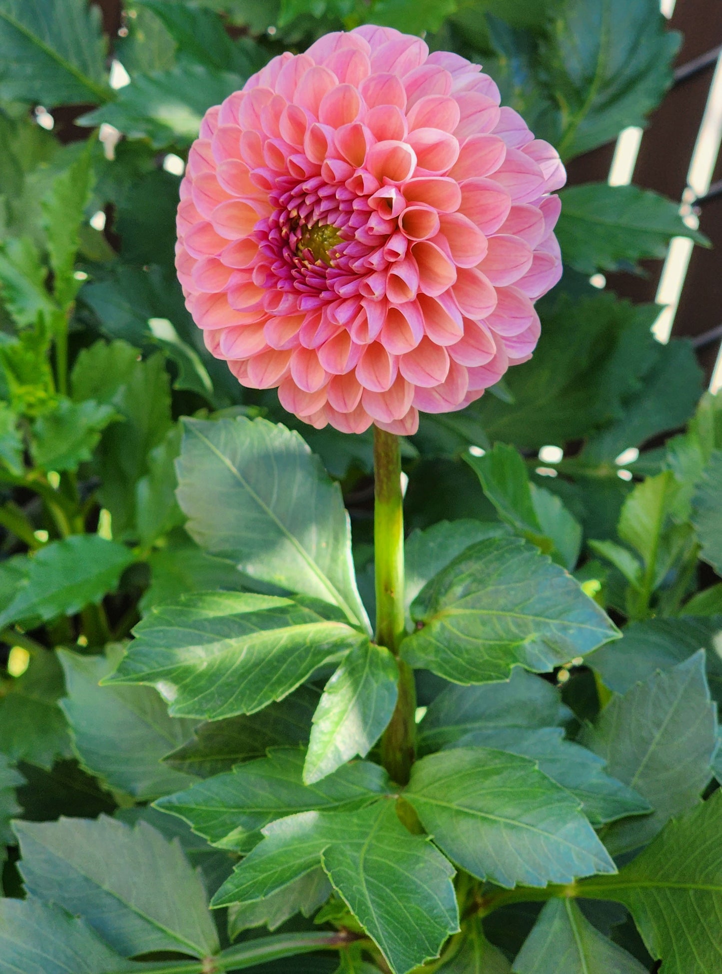 Dahlia Hamari Rose - LIMIT ONE (tuber)