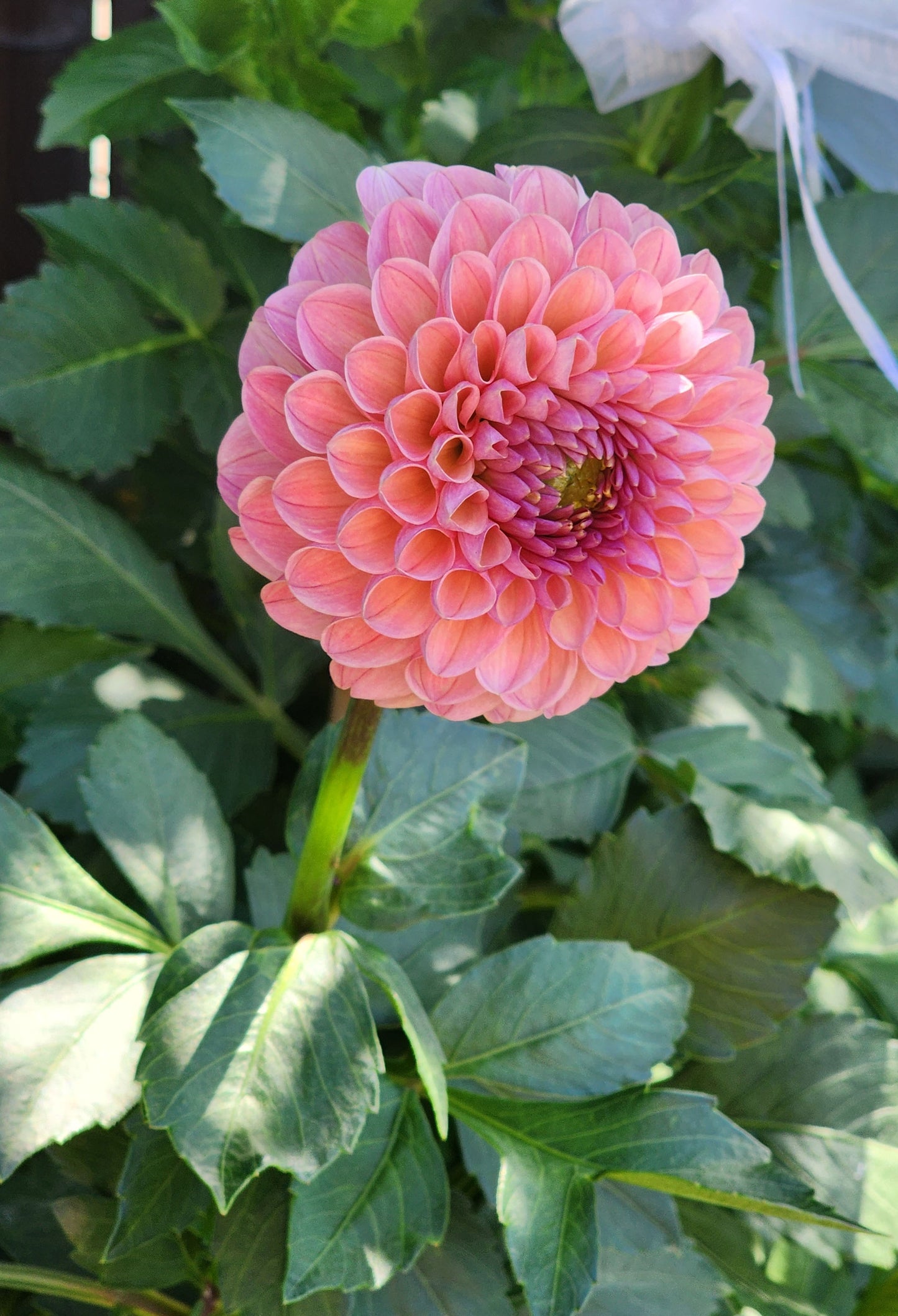 Dahlia Hamari Rose - LIMIT ONE (tuber)