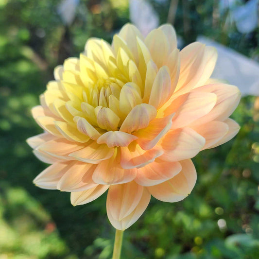 Hollyhill Serenity dahlia tuber Canada