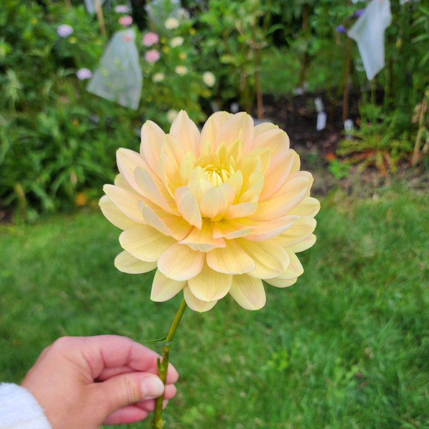 Dahlia Hollyhill Serenity - LIMIT ONE (tuber)
