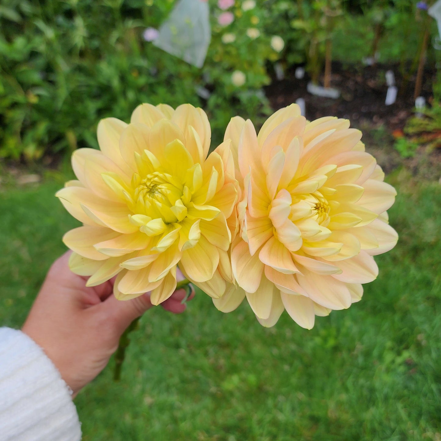 Dahlia Hollyhill Serenity - LIMIT ONE (tuber)
