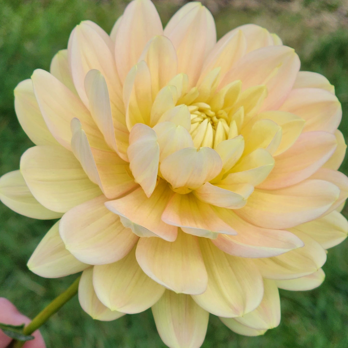 Dahlia Hollyhill Serenity - LIMIT ONE (tuber)