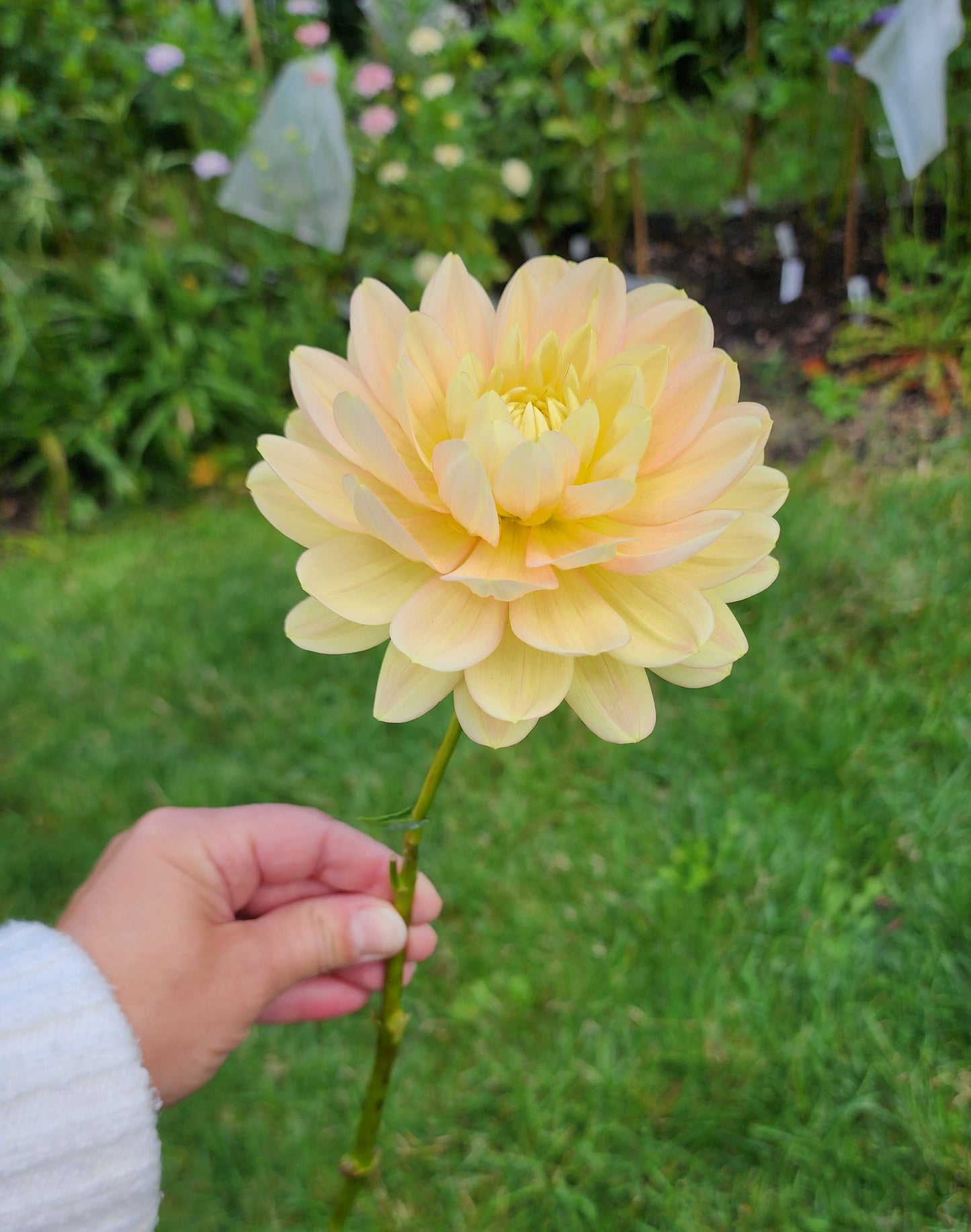 Dahlia Hollyhill Serenity - LIMIT ONE (tuber)