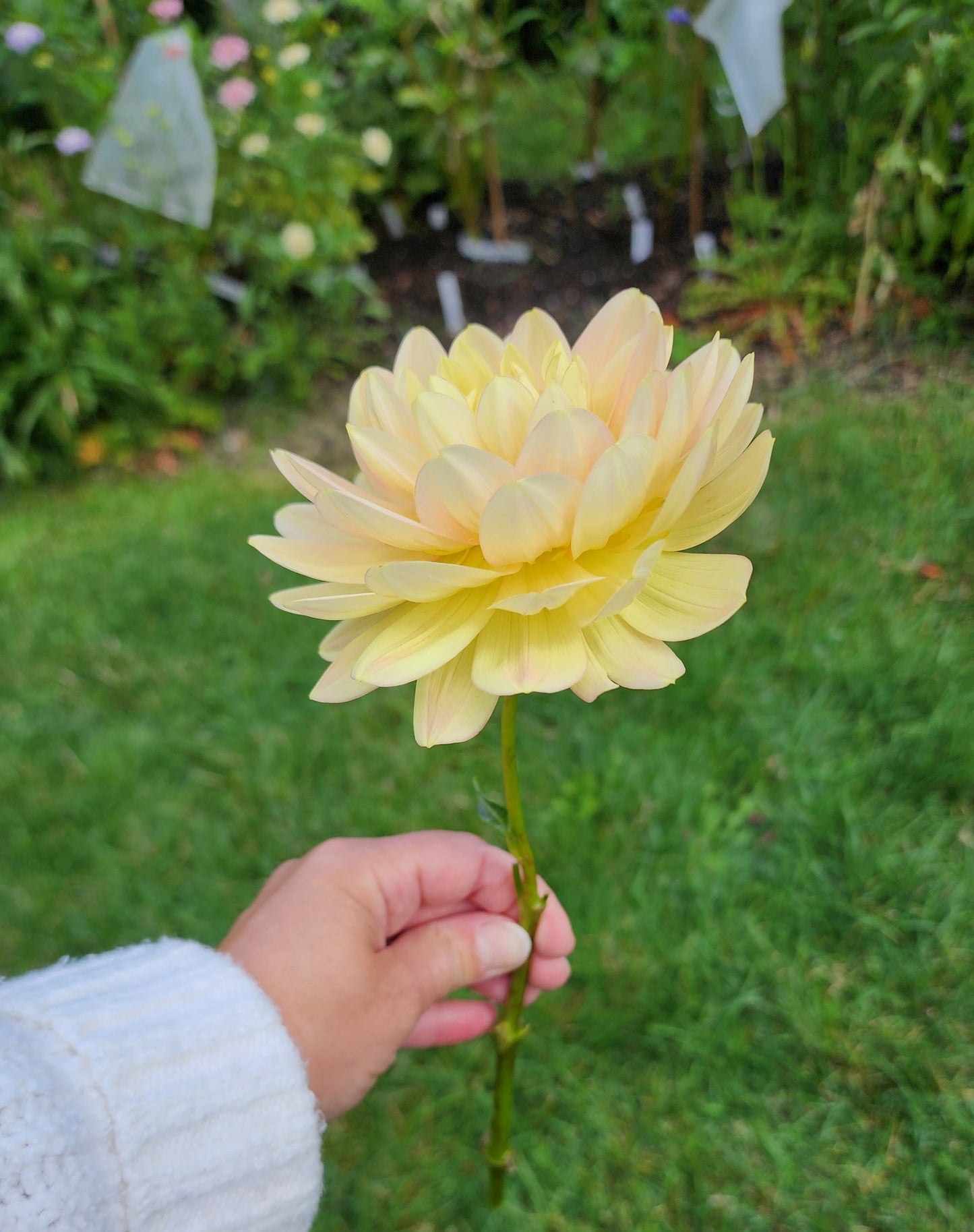 Dahlia Hollyhill Serenity - LIMIT ONE (tuber)