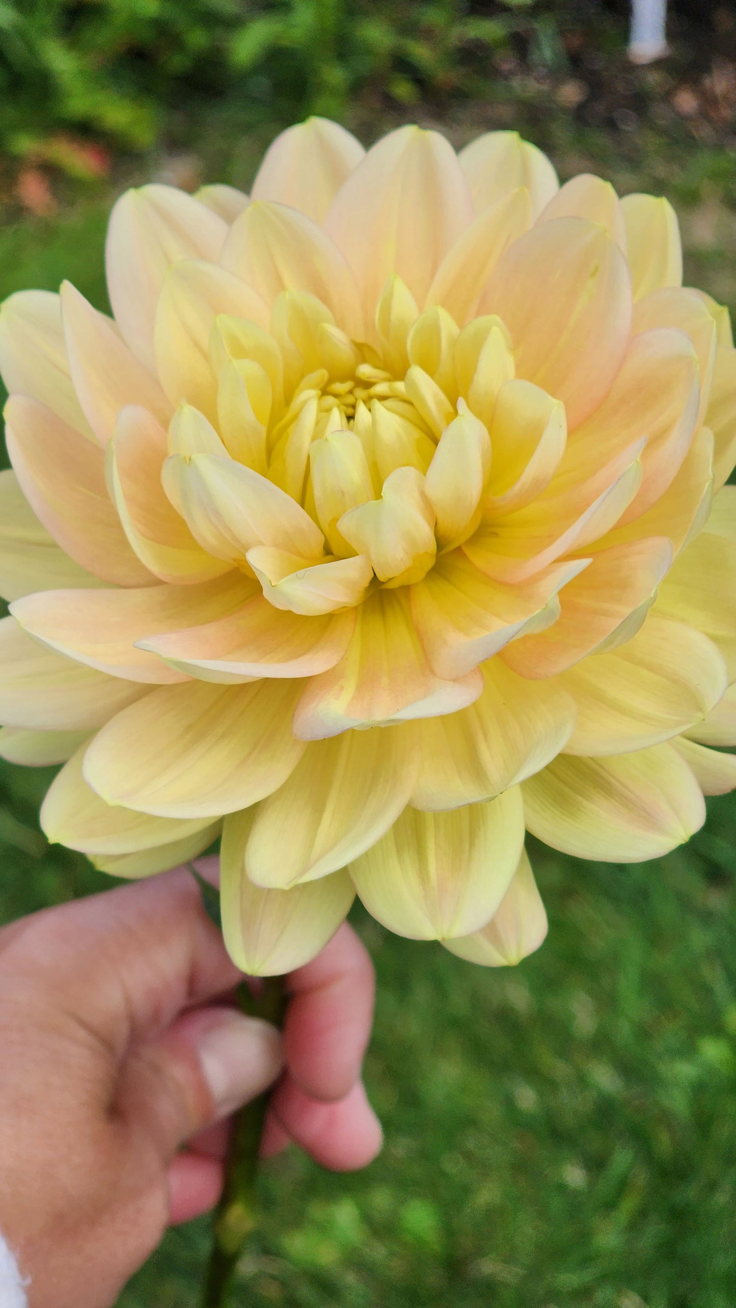 Dahlia Hollyhill Serenity - LIMIT ONE (tuber)