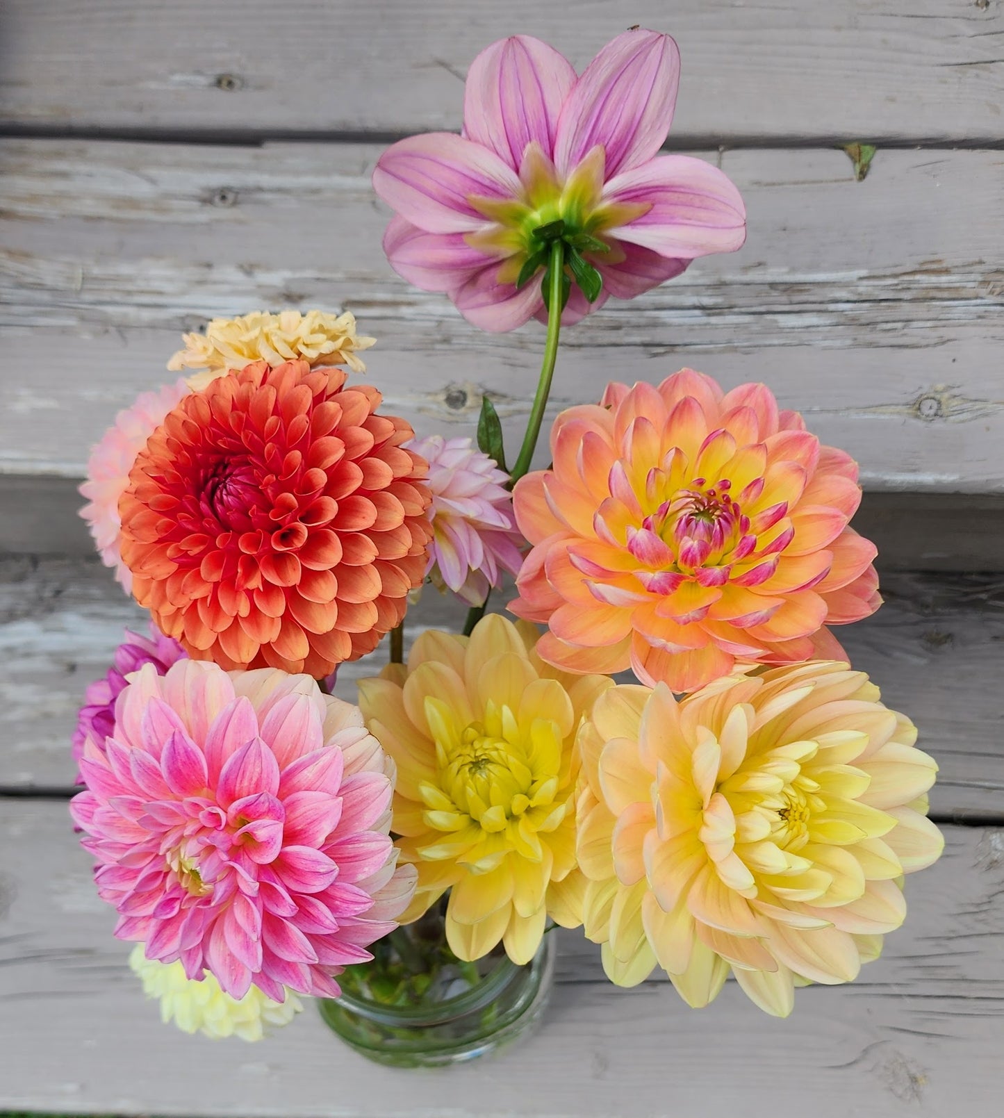 Dahlia Hollyhill Serenity - LIMIT ONE (tuber)