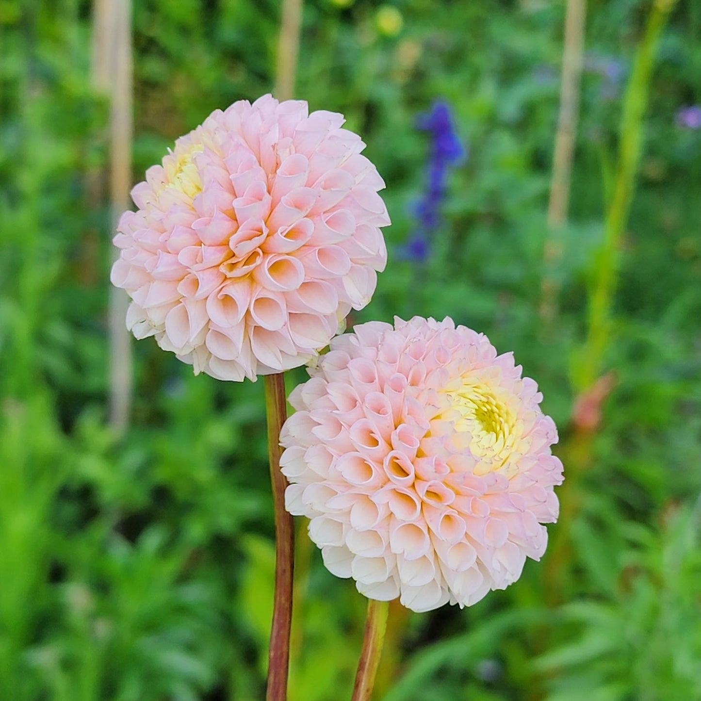 Irish D Porter dahlia tuber Canada