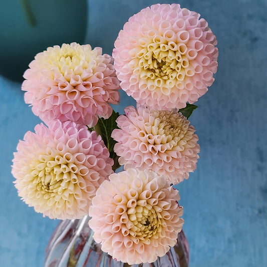 Irish D Porter dahlia tuber Jamais Sans Mes Fleurs