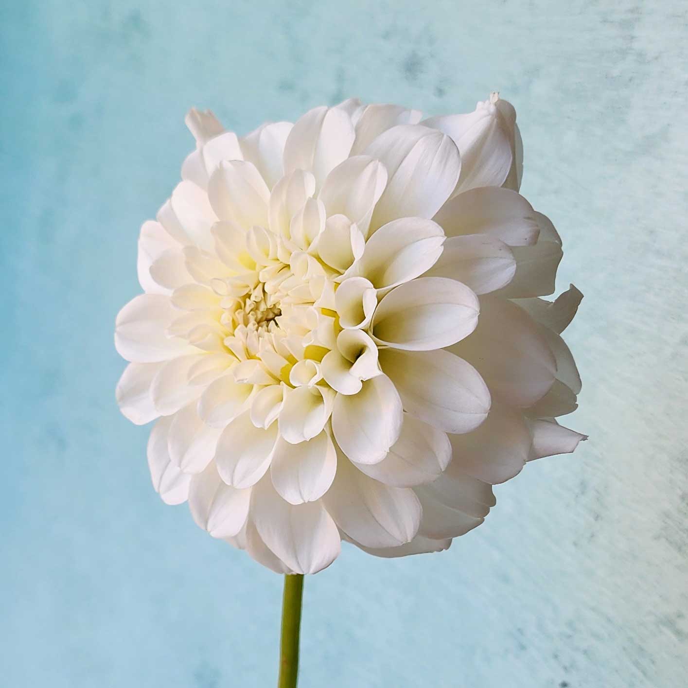 Dahlia Irish Ruffles