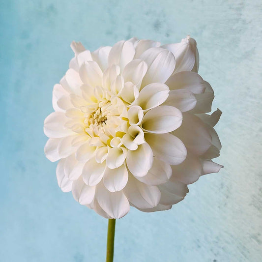 Dahlia Irish Ruffles