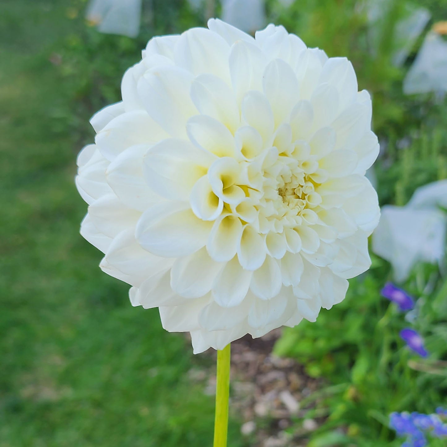 Dahlia Irish Ruffles