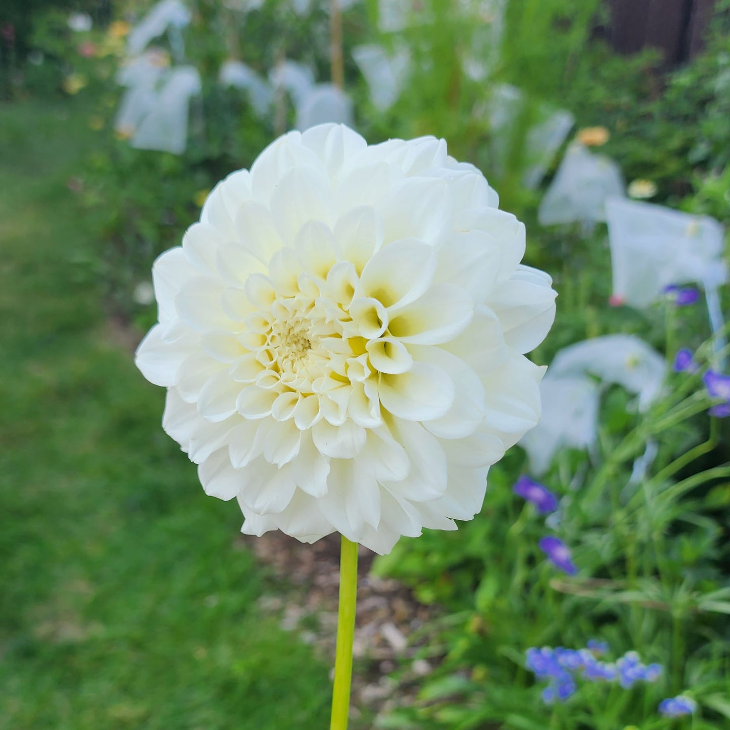 Dahlia Irish Ruffles