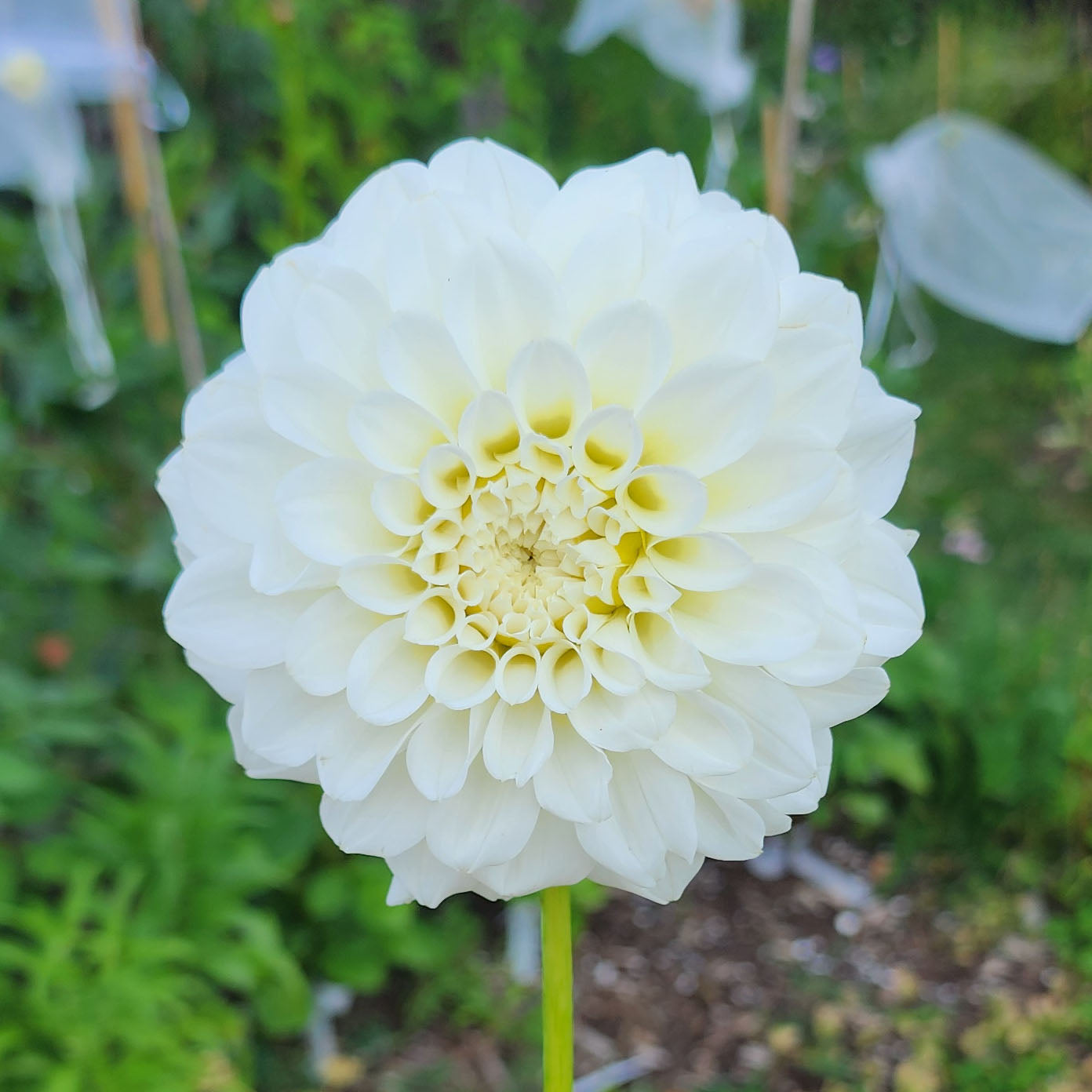 Dahlia Irish Ruffles