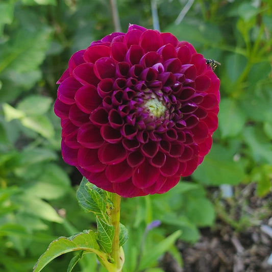Ivanetti dahlia Canada