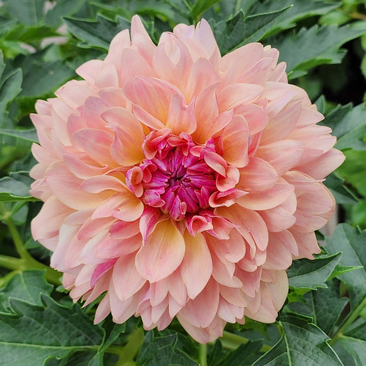 Joel's Favorite dahlia tubers Canada Jamais Sans Mes Fleurs