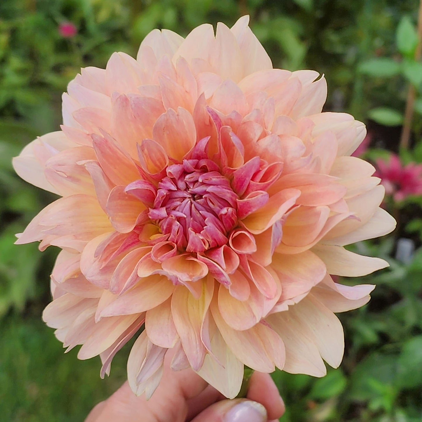 Joel's Favorite dahlia tubers Canada Jamais Sans Mes Fleurs