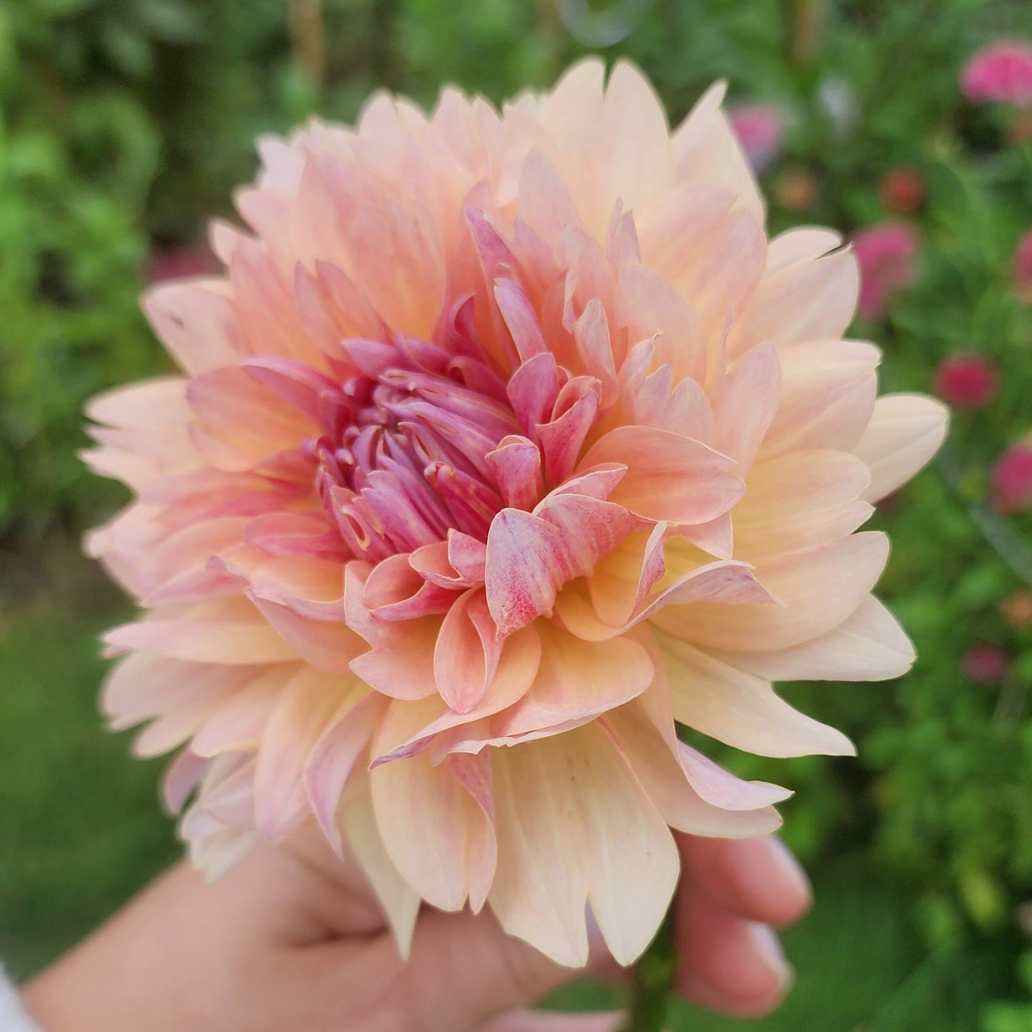 Joel's Favorite dahlia tubers Canada Jamais Sans Mes Fleurs