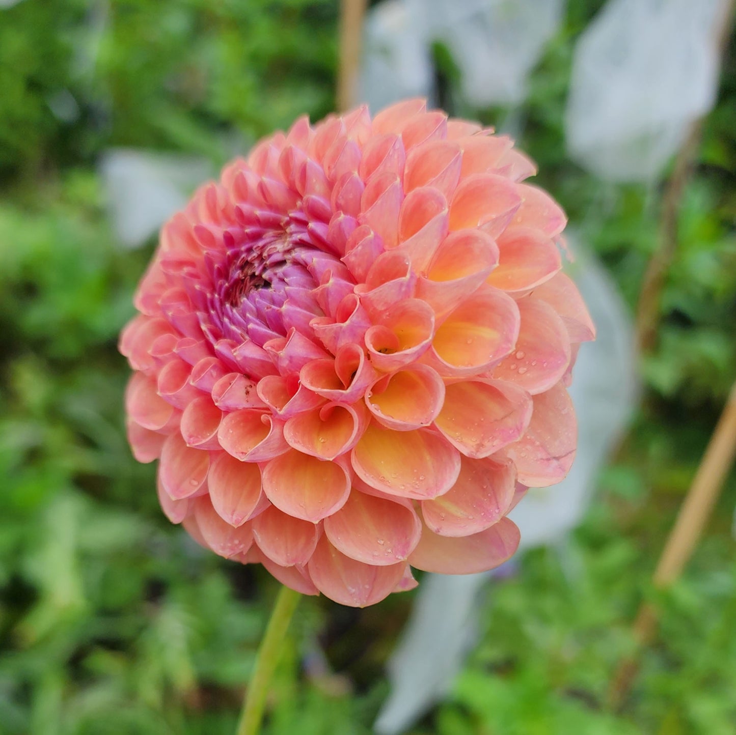 Dahlia Jowey Winnie