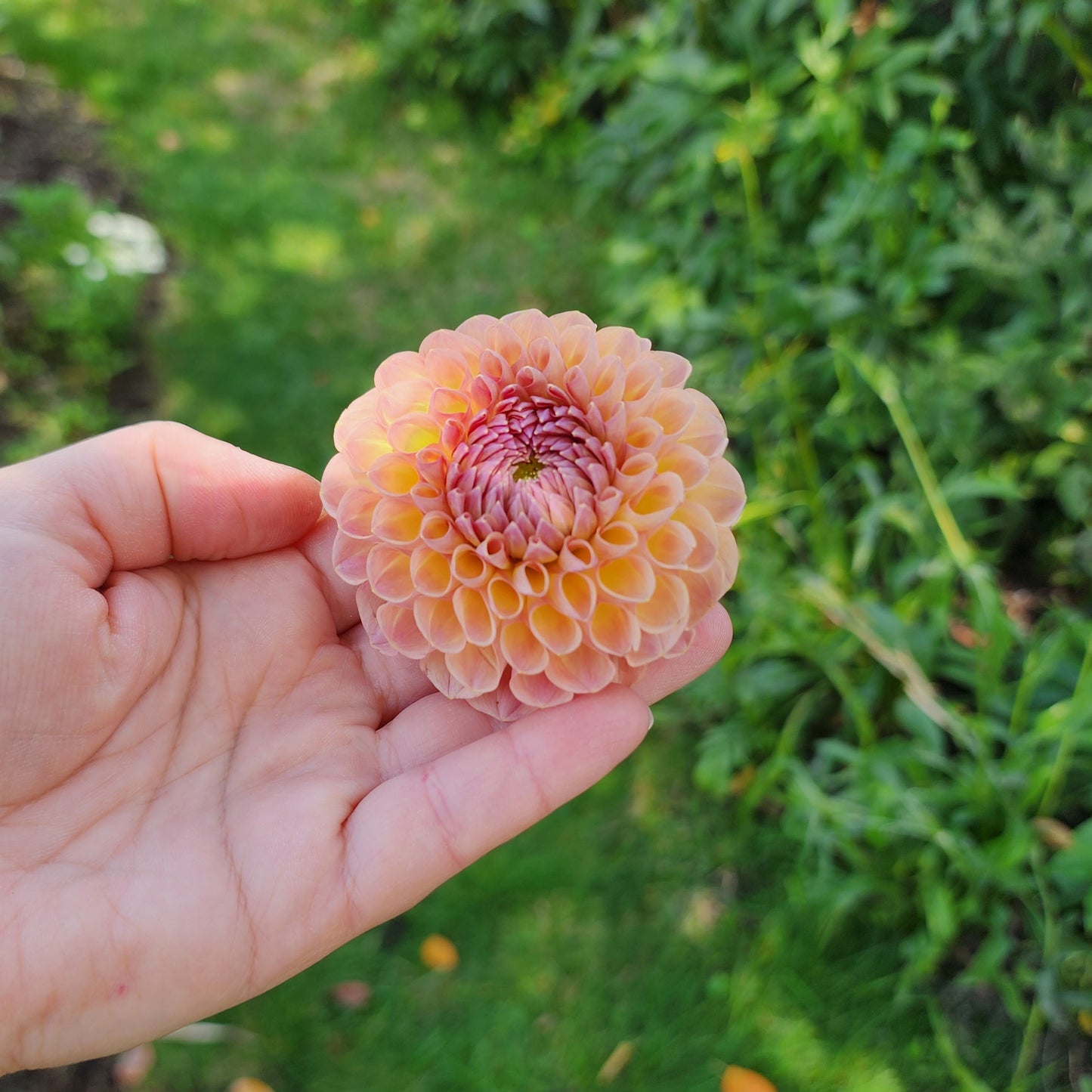 Dahlia Jowey Winnie