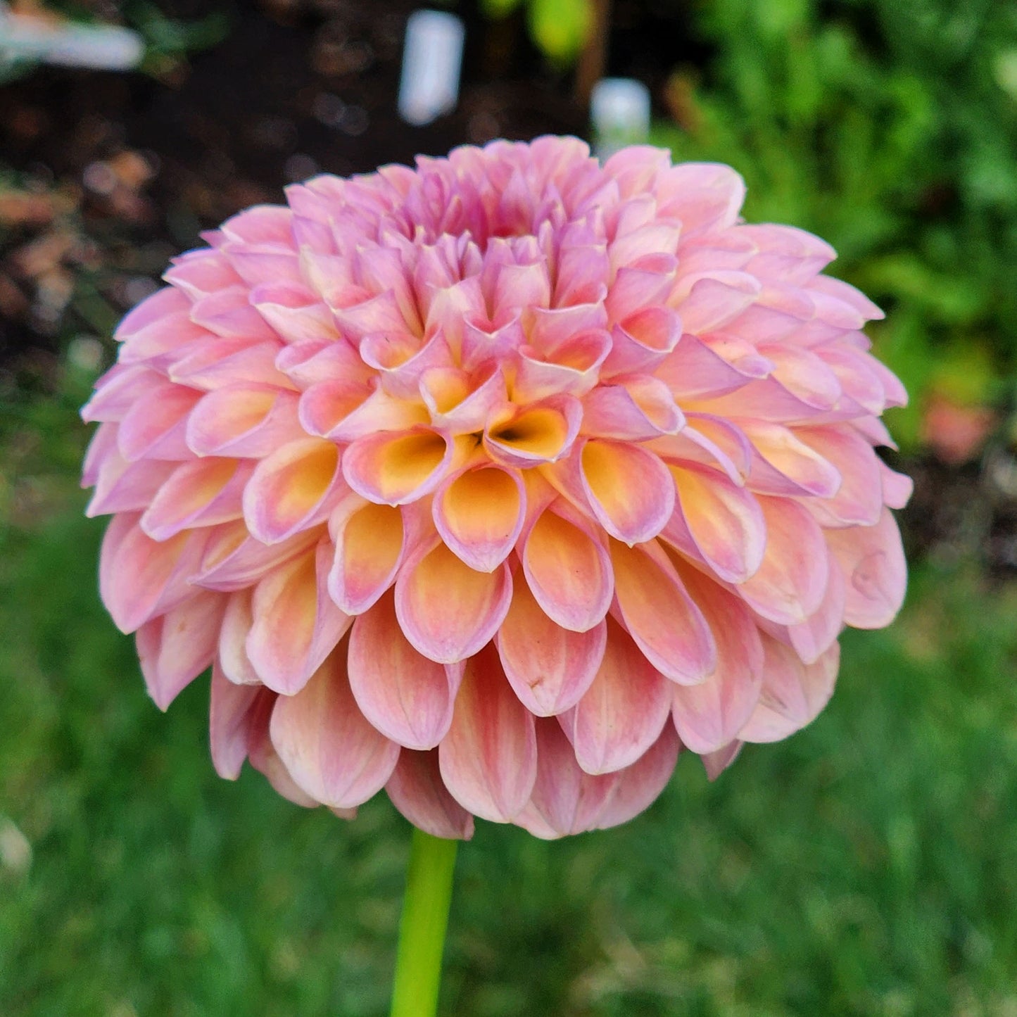 Dahlia Jowey Winnie