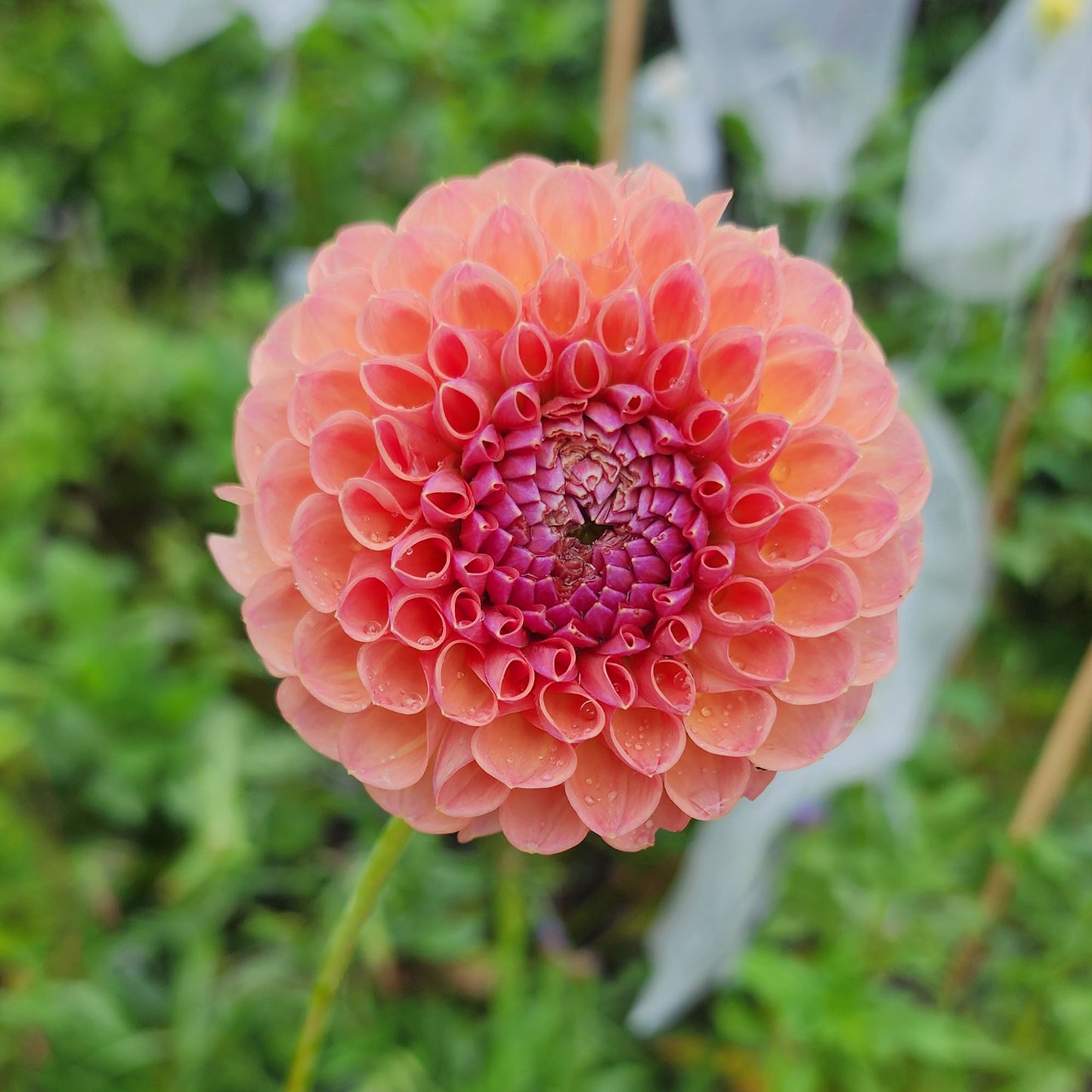 Jowey Winnie dahlia Canada