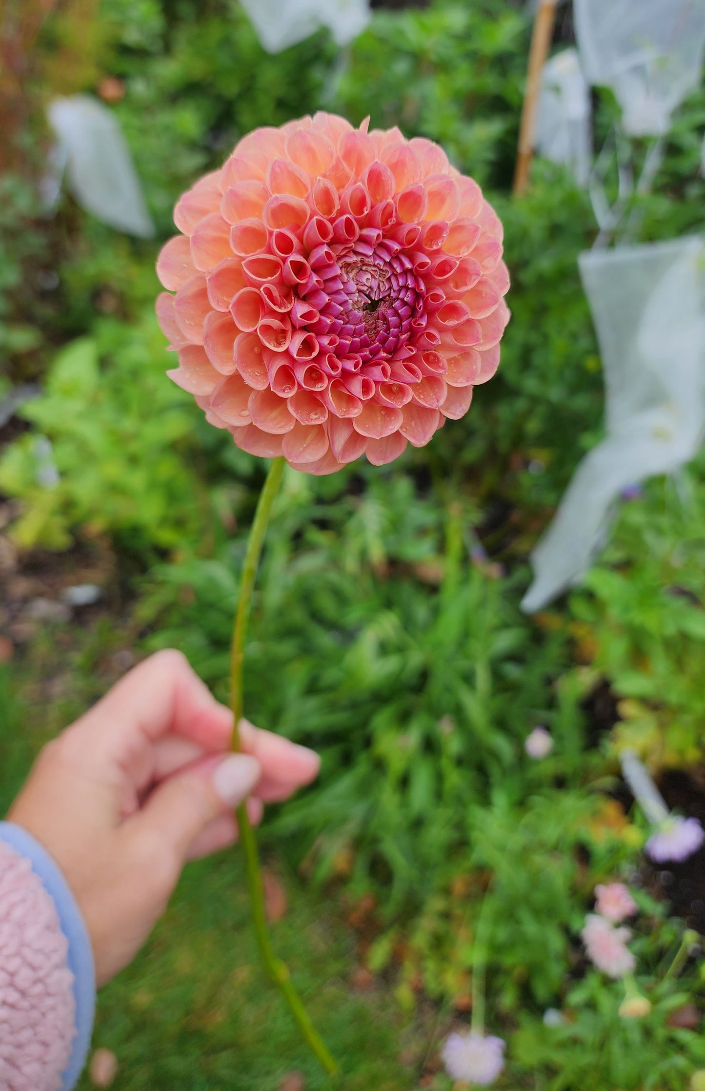 Dahlia Jowey Winnie