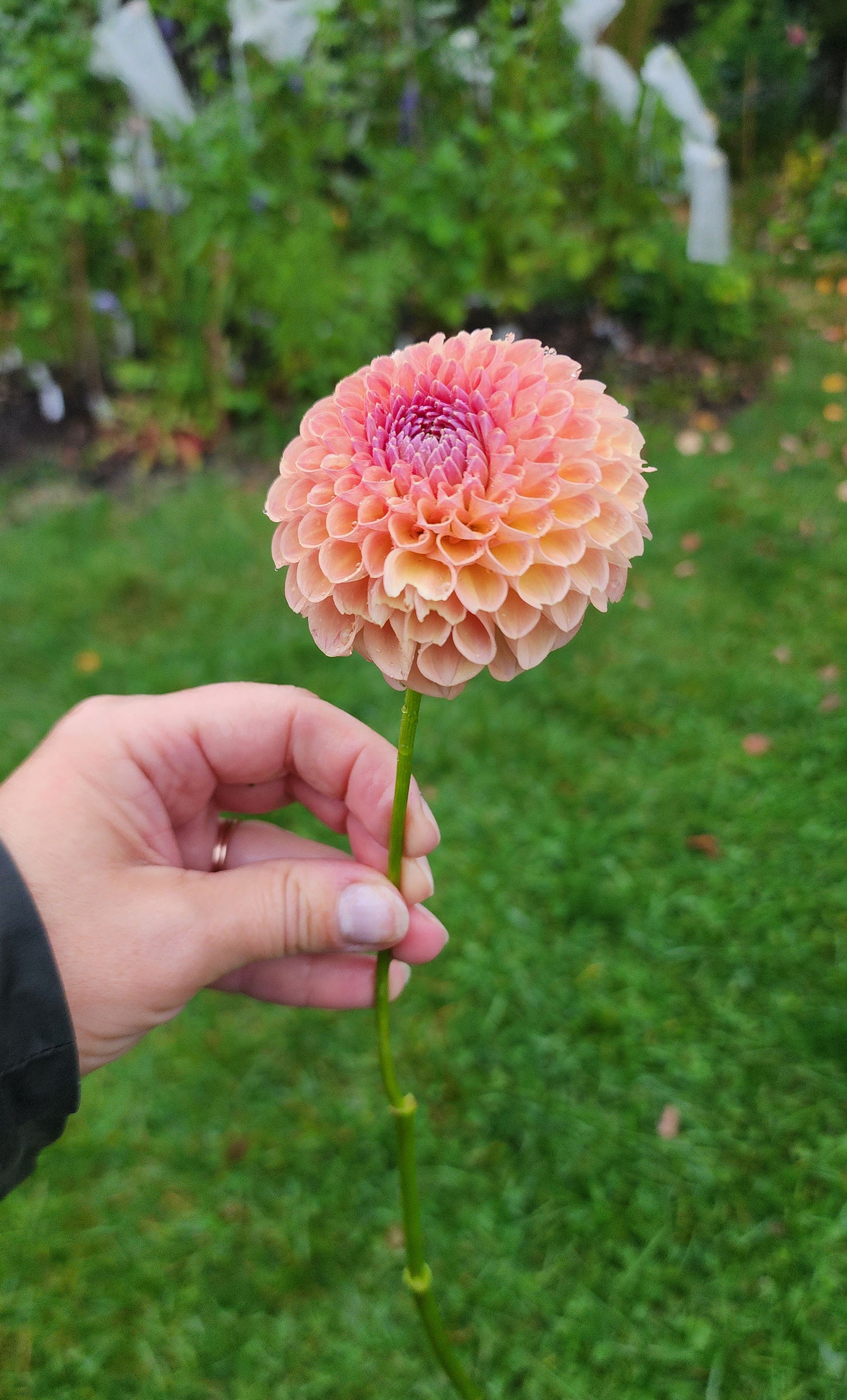 Dahlia Jowey Winnie
